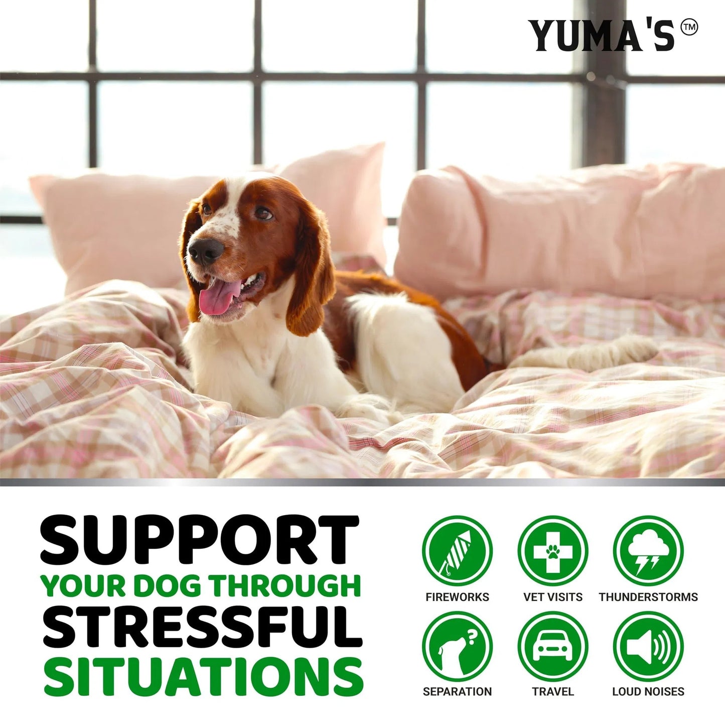 Advanced Natural Hemp Calming Treats for Dogs - 170 Delicious Chews Anxiety Relief for Separation, Barking & Thunderstorms - with Melatonin & Hemp Oil