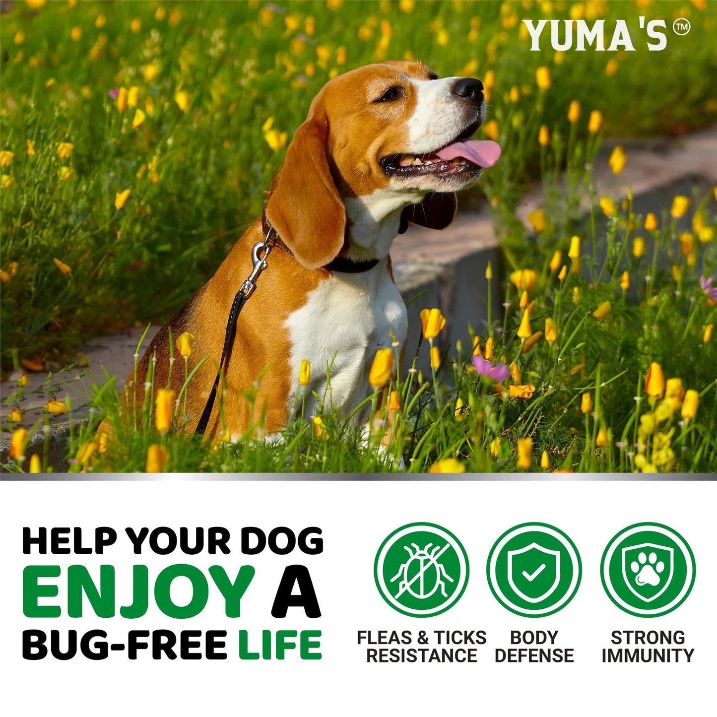 USA-Made Natural Flea & Tick Chewables for Dogs - 170 Treats All-Breed & All-Age Prevention - Delicious Tasty Flea Tick Treatment