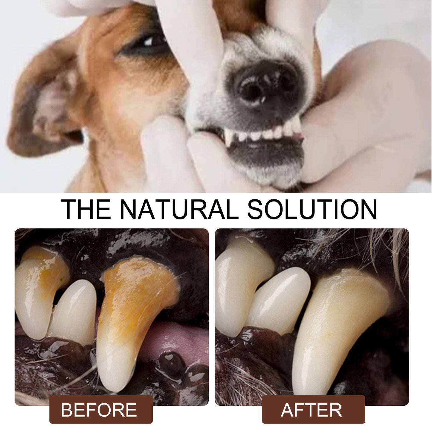 Pet Tooth Cleaning Spray 99% Oral Bacteria Killer Enzyme-Activated Formula Quick Bad Breath Elimination Plaque Tartar Remover Pet Dental Care Spray for Dogs Cats Oral Hygiene Pet Supplies